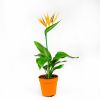 Стрелиция Strelitzia With Fake Flower 40/12 (Н)