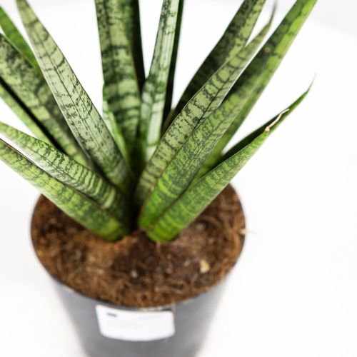 Сансевиерия Сэм Sansevieria Sem 30/12 (Н)