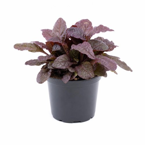 Живучка ползучая (аюга) Atropurpurea с2