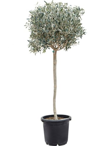 Олива европейская Leccino 1/2 ШТАМБ с35 30/12 Olea europaea MEZZO FUSTO