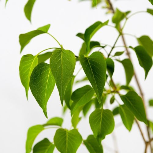 Сирень венгерская Syringa josikaea в ассорт. с5 80/100