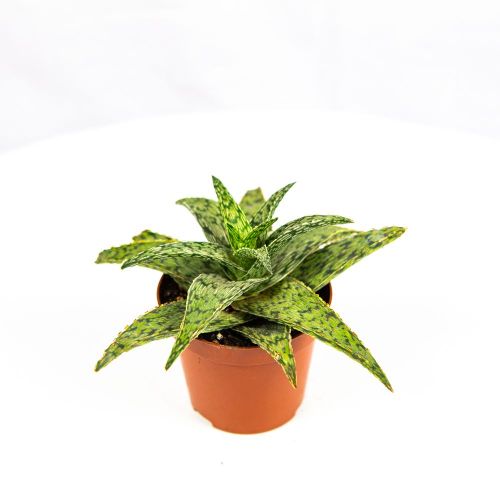 Алоэ микс Aloe mix 12/8,5