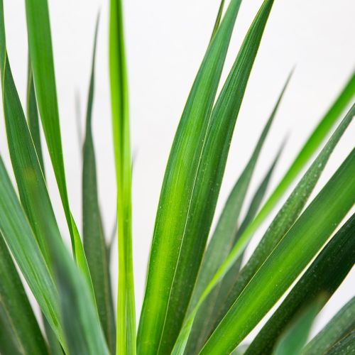 Юкка нитчатая Yucca filamentosa р20