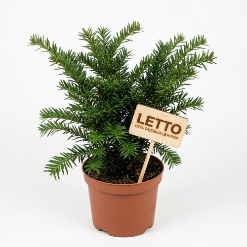 Тис средний Taxus media Densiformis 50/17 (Н)