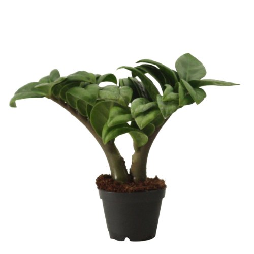 Замиокулькас Зензи Zamioculcas Zenzi 15/6 (Н)