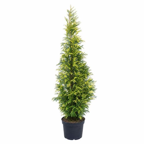 Калоцедрус низбегающий Calocedrus decurrens Aureovariegata с30 150/175 (И)