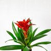 Гузмания Guzmania Chic 50/14
