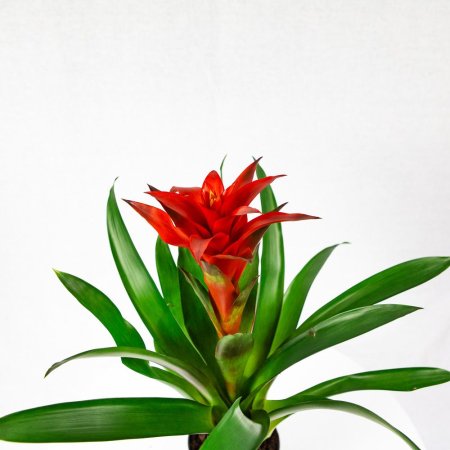 Гузмания Guzmania Chic 50/14