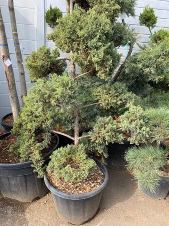 Можжевельник казацкий бонсай Juniperus sabina 55л (КБ)