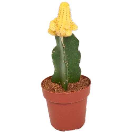 Гимнокалициум микс Gymnocalycium mix 15/5,5 (Н)