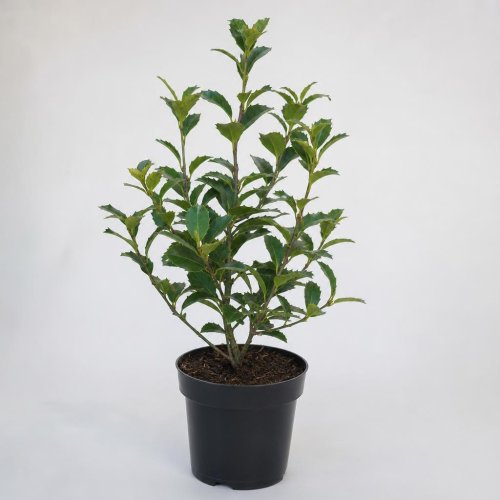 Падуб Максимовича Канехира Ilex maximowicziana Kanehirae с3