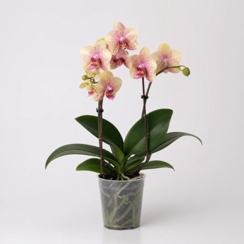 Фаленопсис Хонг ПингГуо Phalenopsis Hong PingGuo ароматный (В18)