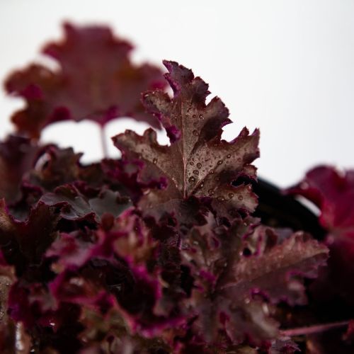 Гейхера микс Heuchera mix р17
