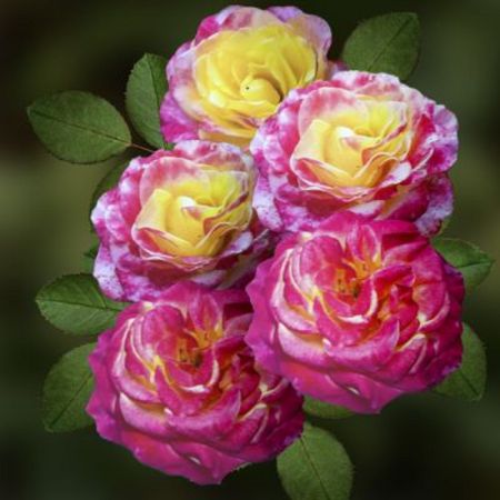 Роза чайно-гибридная Восточный Экспресс коробка 1шт (двухлетка) Волжский Сад