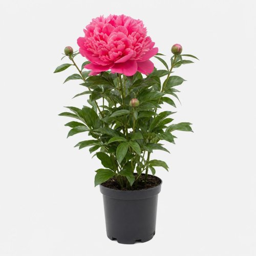 Пион травянистый RASPBERRY SUNDAE (средний, розовый, ароматный, куст 90см, цветок 18см) c7