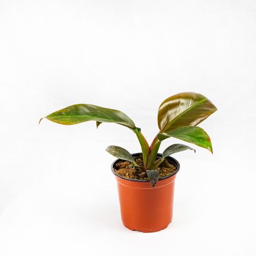 Филодендрон кустовой Philodendron bush Imperial Red р13