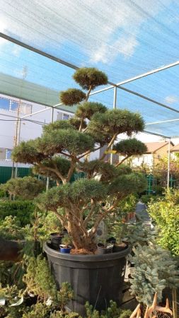 Сосна обыкновенная Ватерери 175-200см бонсай Pinus sylvestris Watereri С230 (Н)