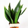 Сансевиерия микс Sansevieria mix 35/12 (Н)