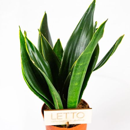 Сансевиерия микс Sansevieria mix 35/12 (Н)