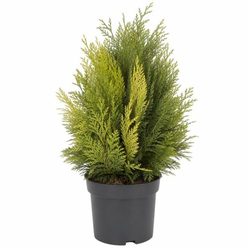 Кипарисовик тупой микс Chamaecyparis obtusa mix 55/17 (Н)