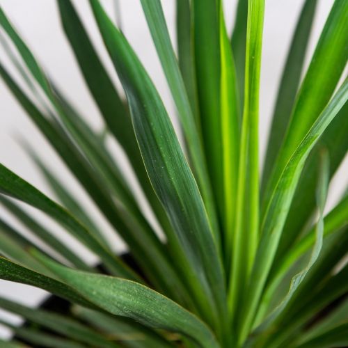 Юкка нитчатая Yucca filamentosa р20