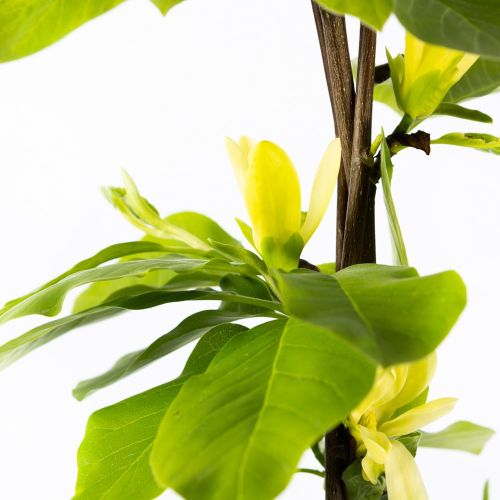Магнолия гибридная декор.кашпо с25 125/150 Magnoia hybrida Daphne (И)