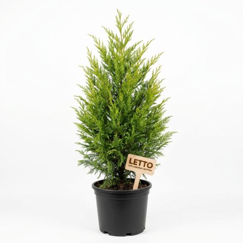 Купрессоципарис Лейланда с20 280/300 Cupressocyparis Leylandii (И)