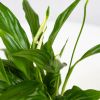 Спатифиллум Spathiphyllum Pearl Cupido 30/9 (Н)