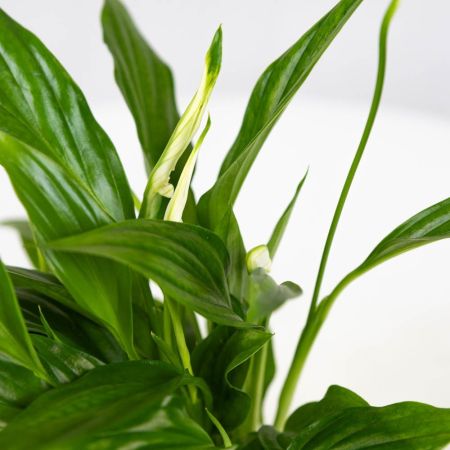 Спатифиллум Spathiphyllum Pearl Cupido 30/9 (Н)