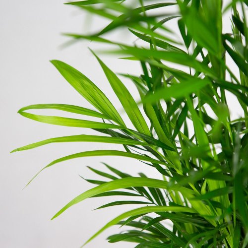 Хамедорея изящная Chamaedorea elegans 60/17 (Н)