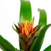 Гузмания Guzmania Punta 50/13