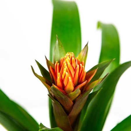 Гузмания Guzmania Punta 50/13