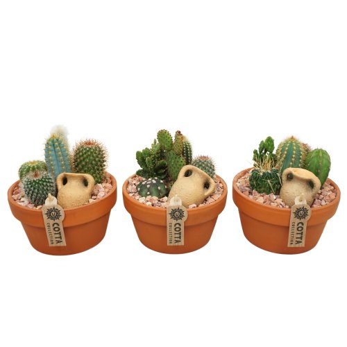 Кактус Cactus Arrangement TerraCotta Bowl 30/17 (Н)