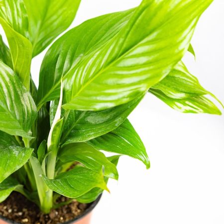 Спатифиллум Купидо Spathiphylium Cupido р15