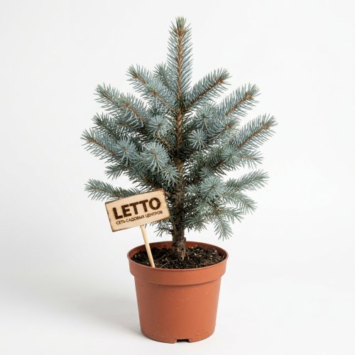 Ель колючая Picea Pung Glauca 35/19 (Н)
