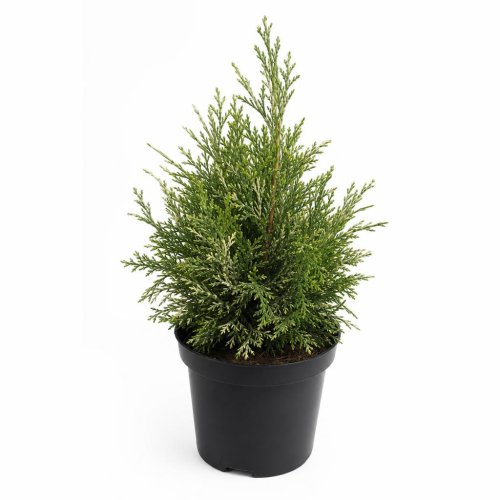 Кипарисовик Лавсона Chamaecyparis Lawsoniana White Spot 55/17 (Н)