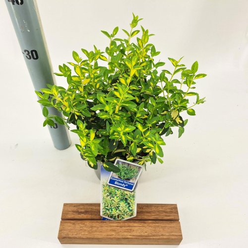 Бересклет Форчуна Euonymus Fortunei Blondy 20/17 (Н)