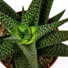 Гастерия микс Gasteria mix 10/8,5 (Н)