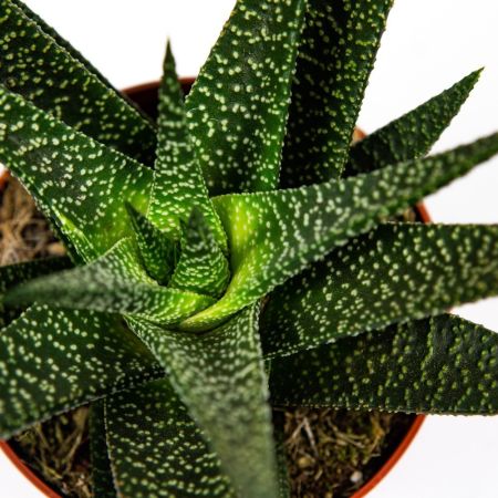 Гастерия микс Gasteria mix 10/8,5 (Н)