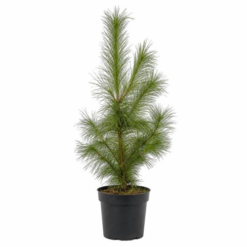 Сосна итальянская Pinus pinea с7,5