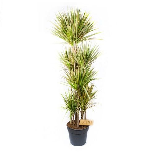 Драцена Биколор карусель Dracaena Bicolor 120-carrousel 190/34 (Н)