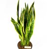 Сансевиерия трёхполосная Sansevieria laurentii 95/27 (Н)