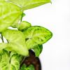 Сингониум Syngonium Golden Allusion р13