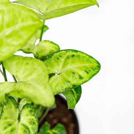 Сингониум Syngonium Golden Allusion р13