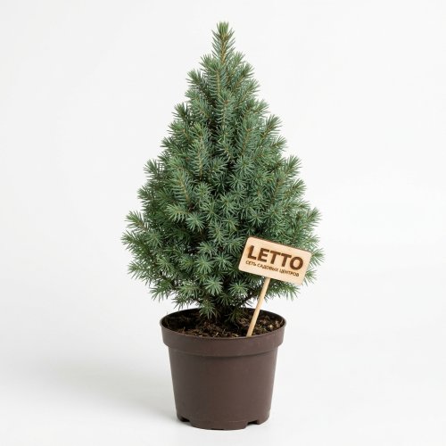 Ель канадская Picea glauca Conica 35/11 (Н)