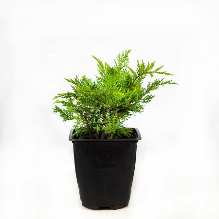 Можжевельник казацкий Тамарисцифолия Juniperus sabina Tamariscifolia 2л (ЗК)