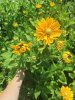 Рудбекия Rudbeckia р17