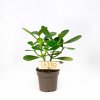 Клузия розовая Clusia rosea 35/12