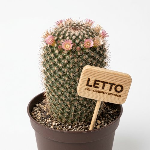 Маммиллярия Маркса Mammillaria marksiana 20/13 (Н)