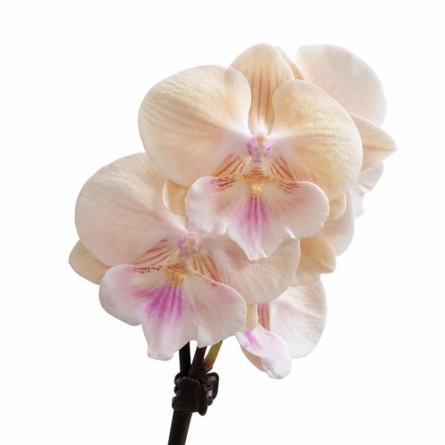 Фаленопсис Грандифлора Биг Лип Phalenopsis Grandiflora Big Lip YH0526 (И100)